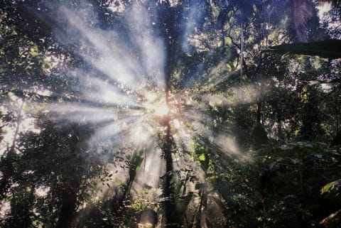 Lighting coming through trees