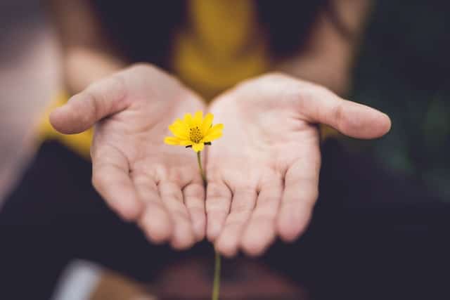 A beautiful yellow flower in hands